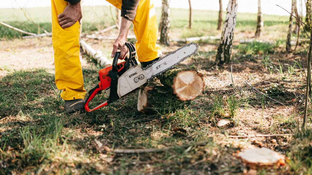 Best Arborist Services Near Me  in Westwood Lakes, FL